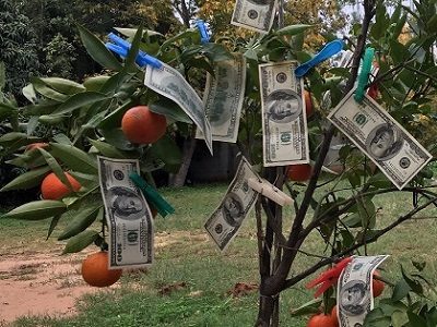 money tree 300_400 סדנת כסף