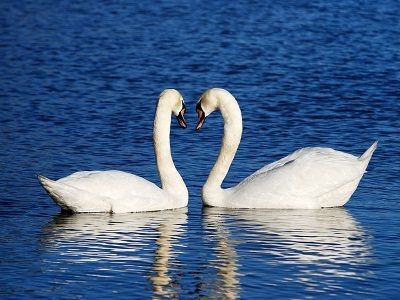 swans_300_400 swans_300_400